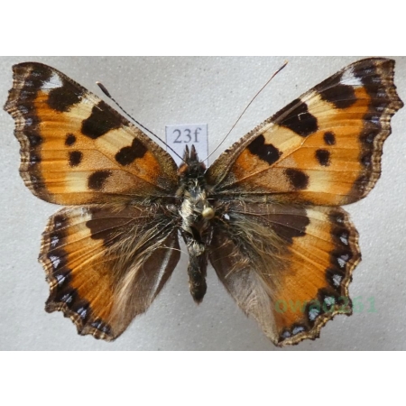 Aglais urticae (Linnaeus, 1758) Rusałka pokrzywnik Czech23f